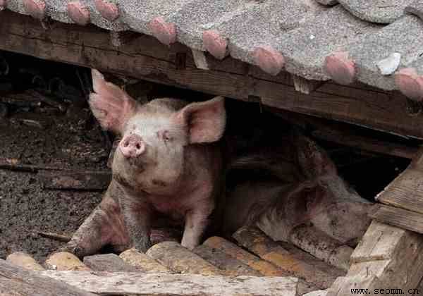 ������վ�ƹ�