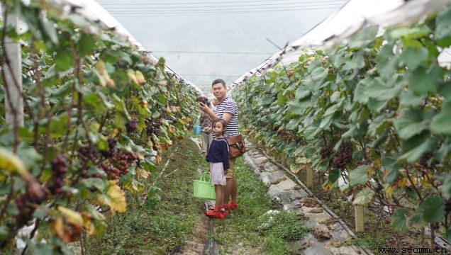 ����seo��˾